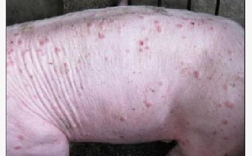 生肖猪：平和体质与特定食物不耐受的考量