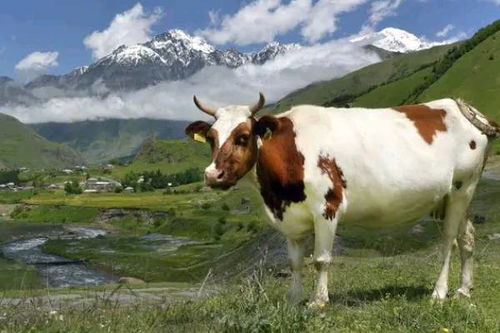 2026年属牛的人运势如何，为何有人称其为大灾之年？