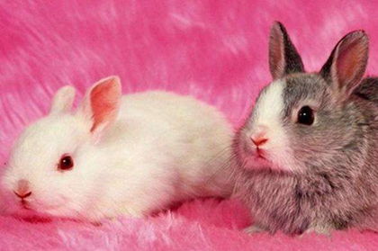 属兔女娃婚姻吉凶如何？34岁属兔人的婚姻运势是怎样的？