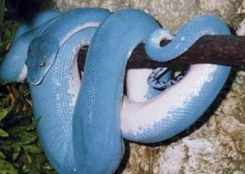 属蛇2026年犯什么太岁，属蛇2025年又犯什么太岁？这是指哪两年分别遭遇的运势影响？