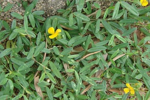 3．抗菌及抗炎作用