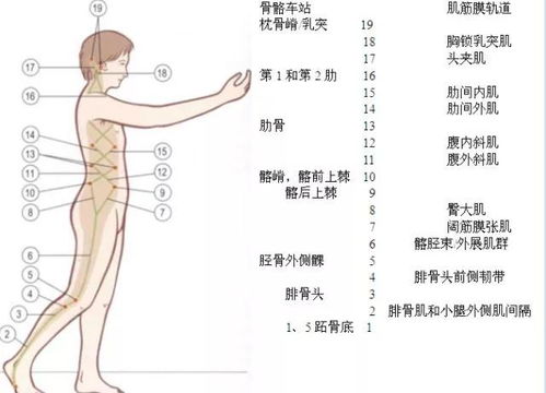 关于人体“中点”的多元争议