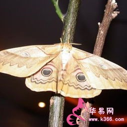 不同情境下的梦境解析