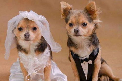 2026年属狗的人穿什么颜色最吉利，适合什么颜色？