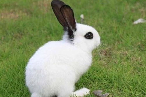 一、 中世纪西方语境下的负面象征及其成因