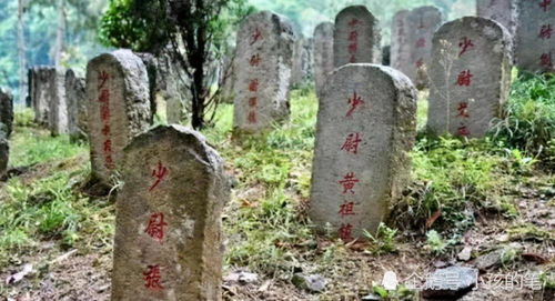 墓地风水能福泽哪一代人？白鸽栖息是否改运？