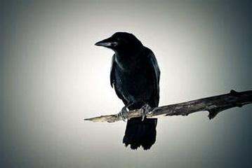 乌鸭叫声吉凶如何判断？番鸭叫声大全中包含多少种叫声？