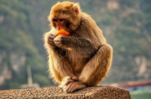 属猴人2026年运势为何如此好？原因是什么？