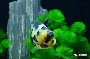 选择什么吉日开缸养鱼，养鱼开缸后需要多少天才能算作正常？