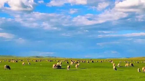 3. 牧民家住宿——便宜但有风险（真的）