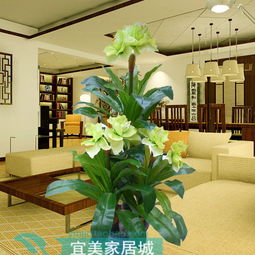 饭店摆放哪些花卉植物能起到招财作用？