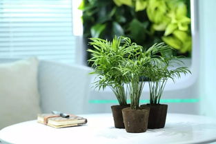 1. 植物生长状态与家庭生机的关联