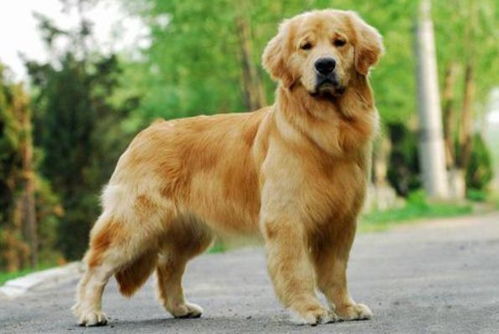 怎样为金毛犬起一个既响亮又吸引人的名字，让人一见不容简单忘？