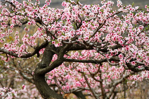 2026年生肖马桃花运及运势具体如何？