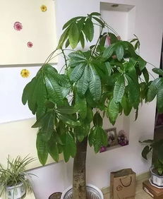 2.1 七叶莲：连绵不断的生意