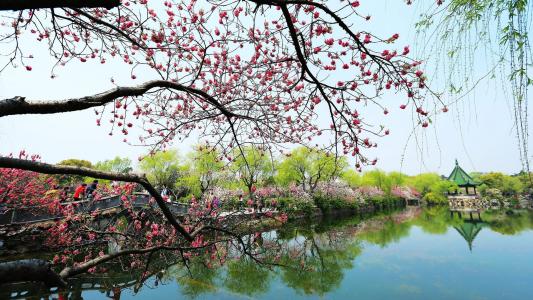 2026年星座运势与赏梅