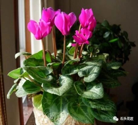 仙客来：小心把鬼招来！