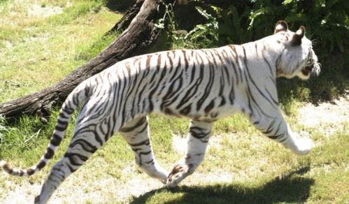 梦见自己堪见白老虎，这预示着什么吉祥或特殊的意义呢？