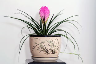 吊兰：放松与活力