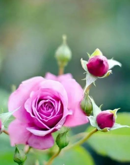 2026年6月10日和12月10日黄历宜忌分别有哪些？