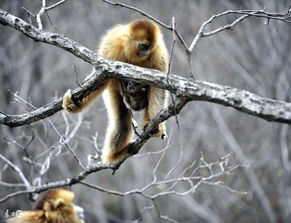 1968年属猴女2026年运势中会有哪些劫难？