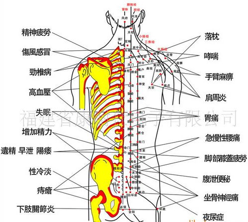：背部相理在传统国学与命理分析中的核心地位