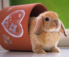 属兔与哪个生肖最绝配，又与哪个生肖最不合，这种说法有何深层含义？