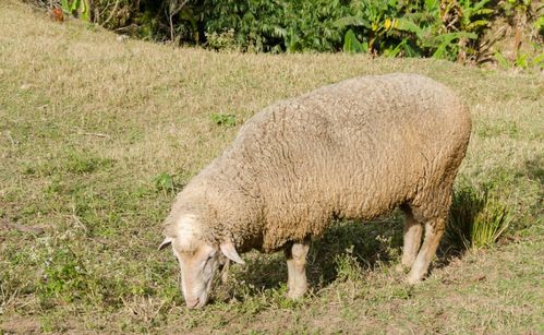 属羊的财位方向在哪里？如何调整以招财进宝？