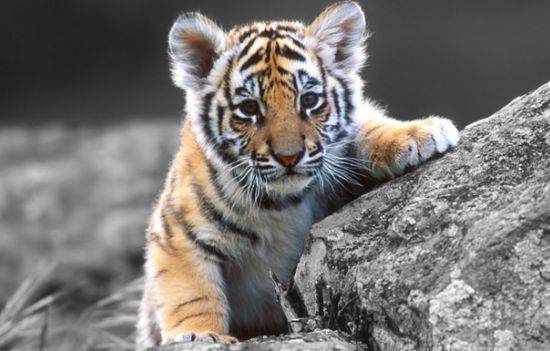 属虎人7月结婚吉日是哪天？为什么属虎的人结婚最佳月份是7月？