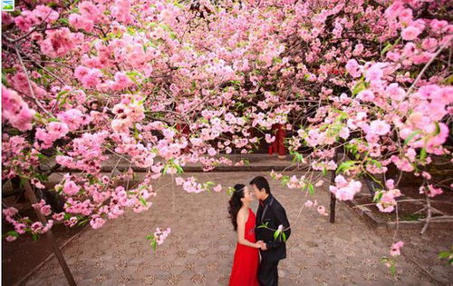 2026年哪个生肖桃花最旺，十二生肖的桃花运如何？