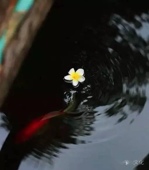 ：夏至之际阳气极盛的时空坐标