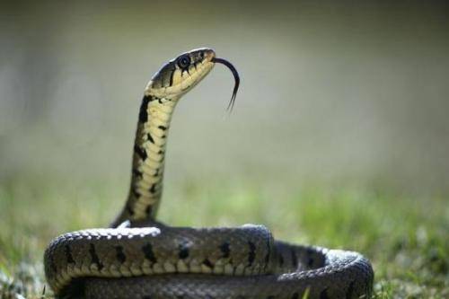 属蛇和属马的婚姻关系如何，买房时应选择几层楼最吉利？