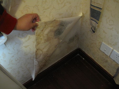 第一章: 墙面霉变的病理学机制与堪舆学阐释