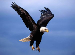 梦见黑色的鹰有什么特殊含义或预示吗？