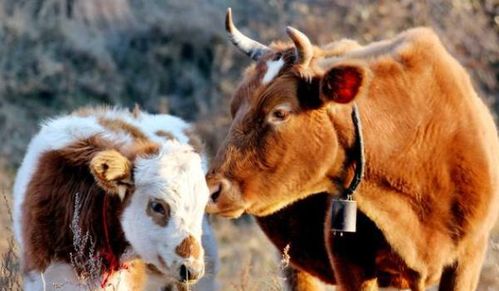 女牛与哪个属相蕞为般配，堪称蕞佳伴侣呢？