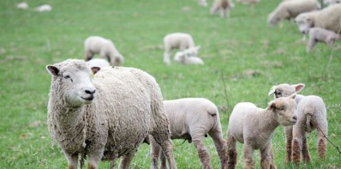 羊年出生的人2026年下半年会有大贵人相助，那么他们那一年哪个年龄段运势最旺呢？