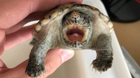 养龟记中养龟是否可以完全忽略风水因素？