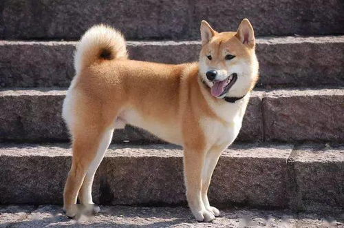 一、  河南土狗的生物分类学特征及其生态文化属性