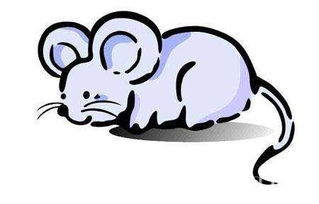 鼠年出生的人，2025年哪个数字最旺呢？