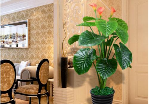 七、 植物的选择与养护及其象征意义