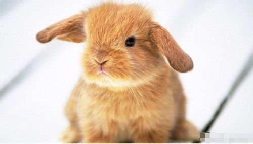 87年属兔女性与哪年出生的属兔男性婚姻最匹配？75年属兔女性招财最强饰品是什么？