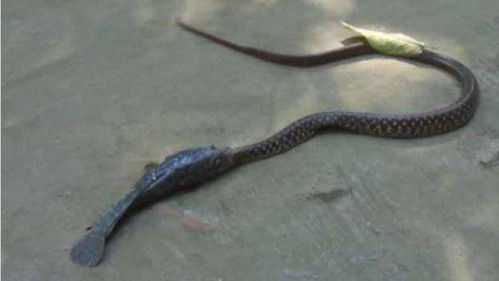 女人梦到一条细细的小黑蛇究竟是什么寓意？