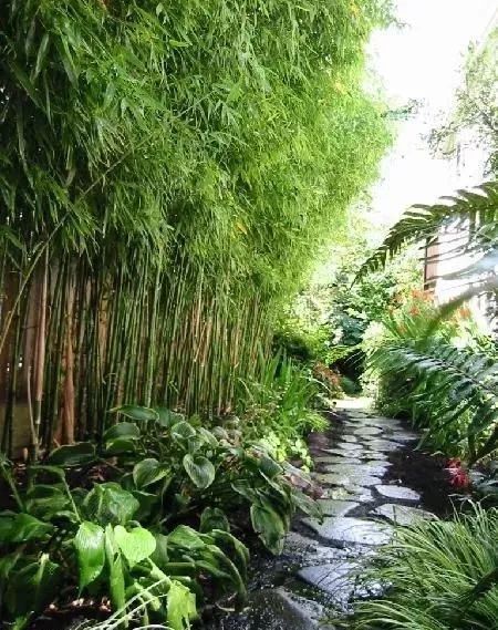 种杉木风水怎么样，是否吉利？