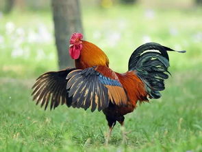 下葬时百鸟齐鸣是吉是凶？公鸡鸣叫又意味着什么？