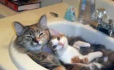 春季猫咪的发情期与繁殖行为