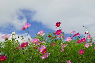 一、什么是鄂花语？