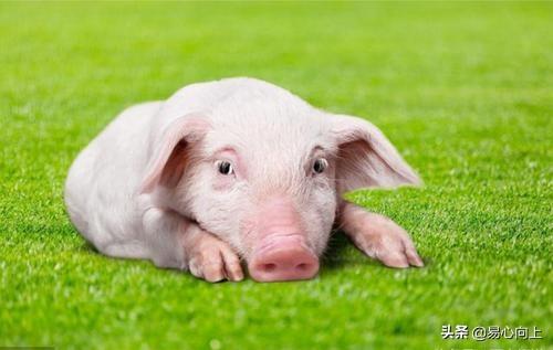 属猪的人佩戴什么饰品最有利于婚姻运势？