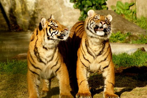 2026年属虎的2月运势中，佩戴什么饰物有何特殊寓意？