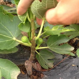 无花果树种植在住宅周围会对家庭风水产生哪些具体影响？