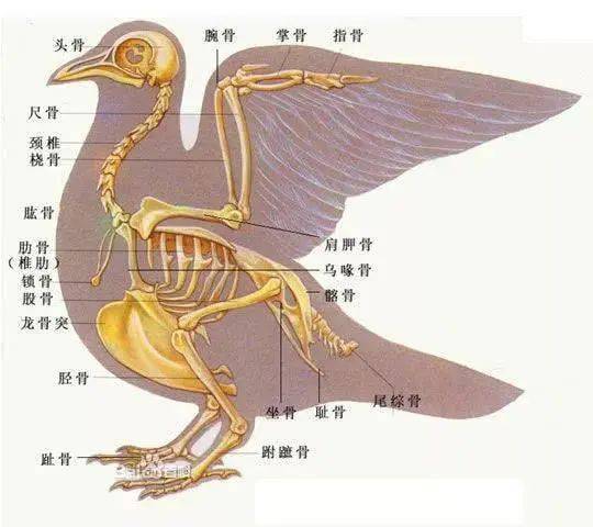 1．野外生态：兽体表皮结构及寄生虫共生关系